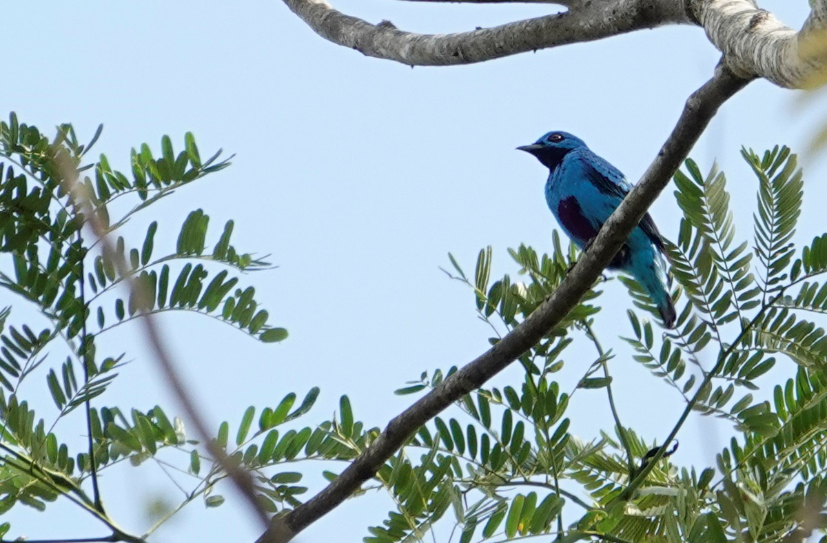 Blue Cotinga, male