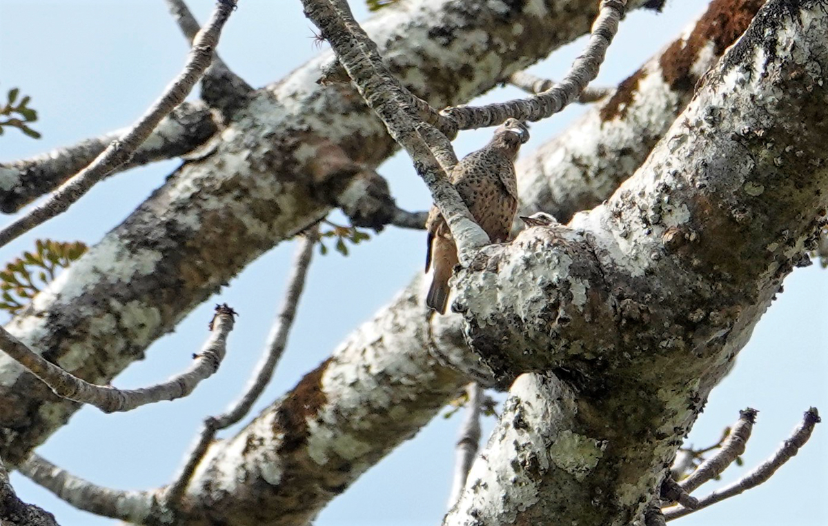 Blue Cotinga, female