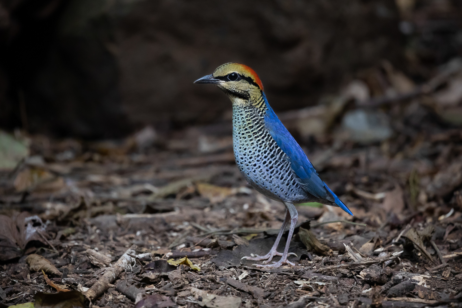 Blue Pitta, Thailand