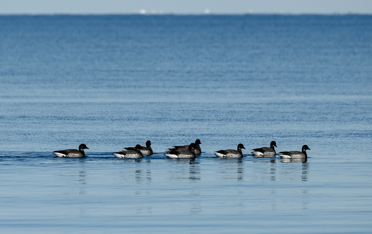 Brant geese swim by at the floe edge