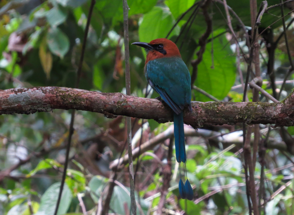 Broad-billed Motmot