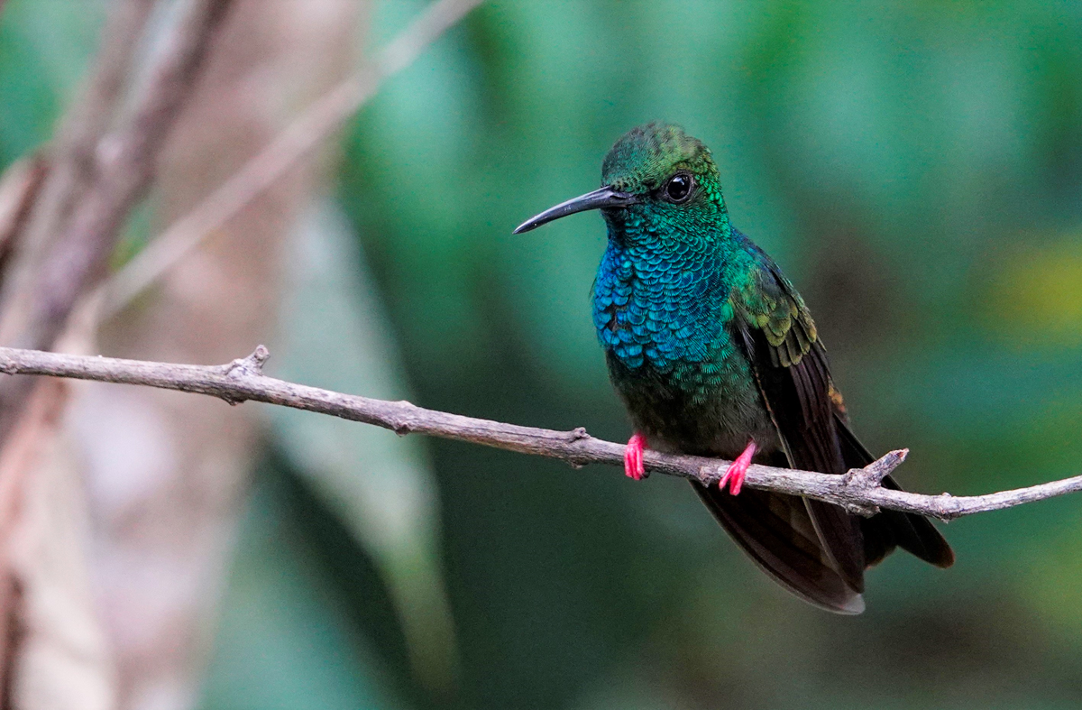 Bronze-tailed Plumeleteer