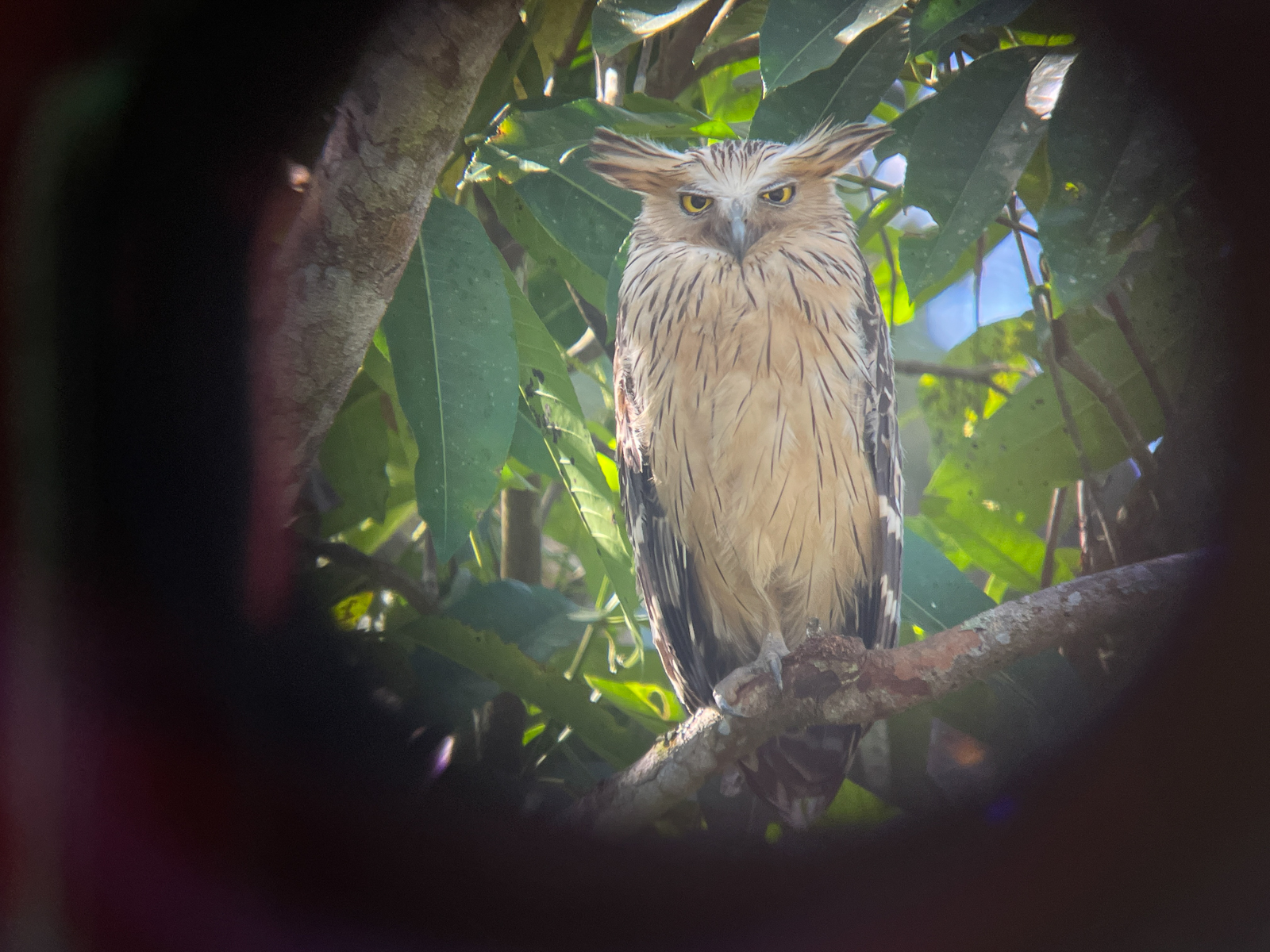 Buffy Fish-Owl at Khao Yai National Park, Thailand