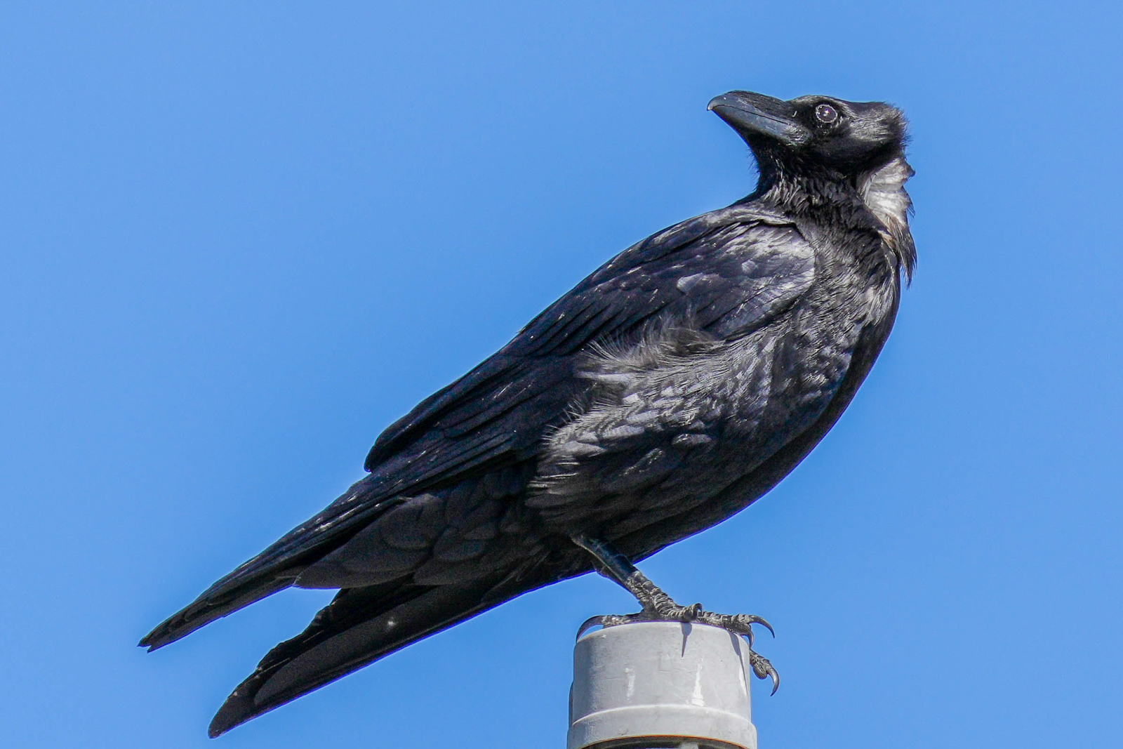 Chihuahuan Raven