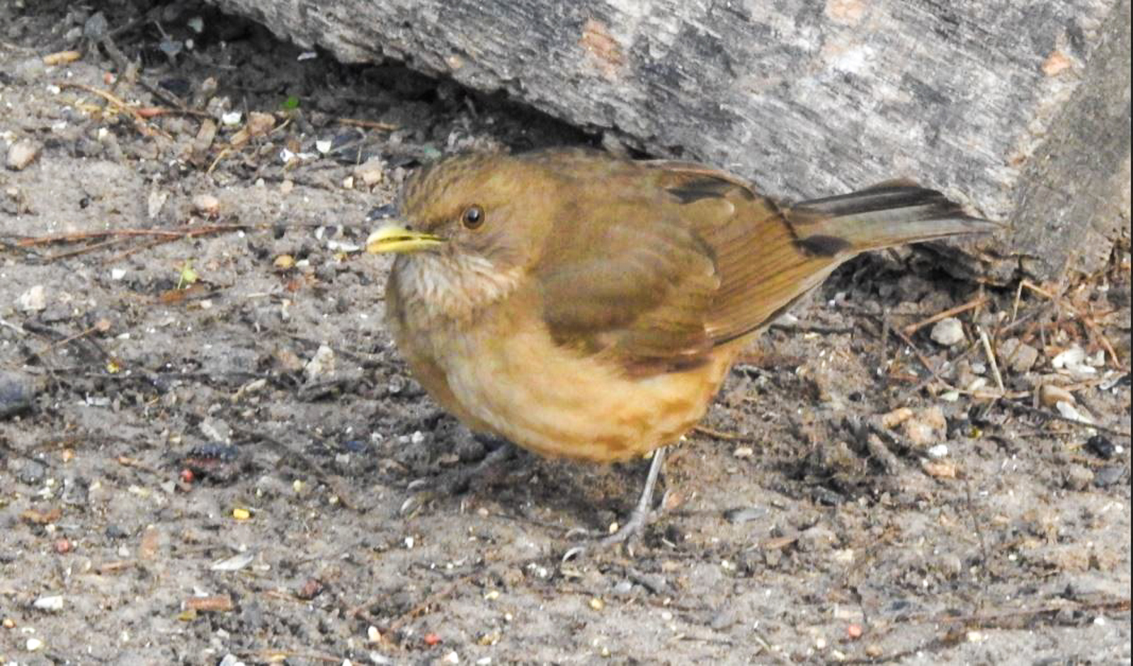 Clay-colored Thrush