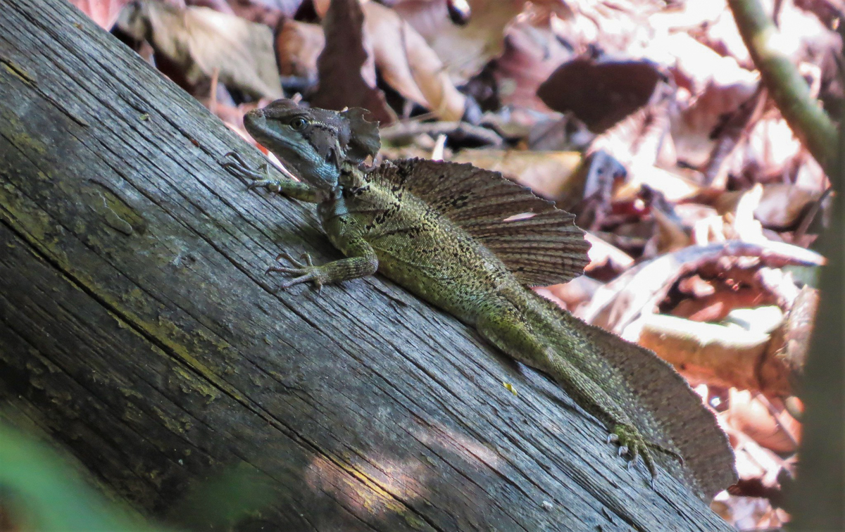 Common Basilisk