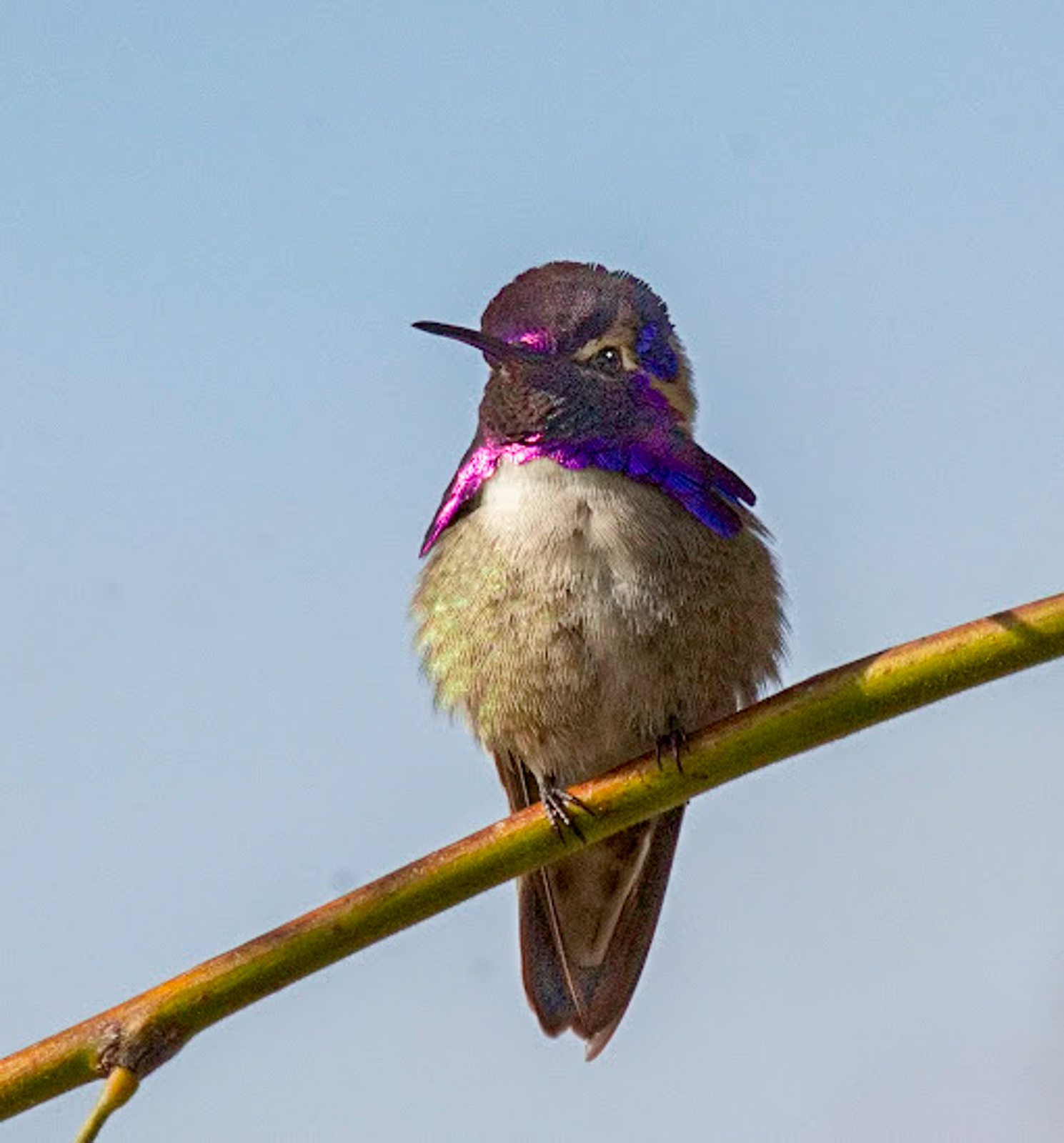 Costa's Hummingbird 