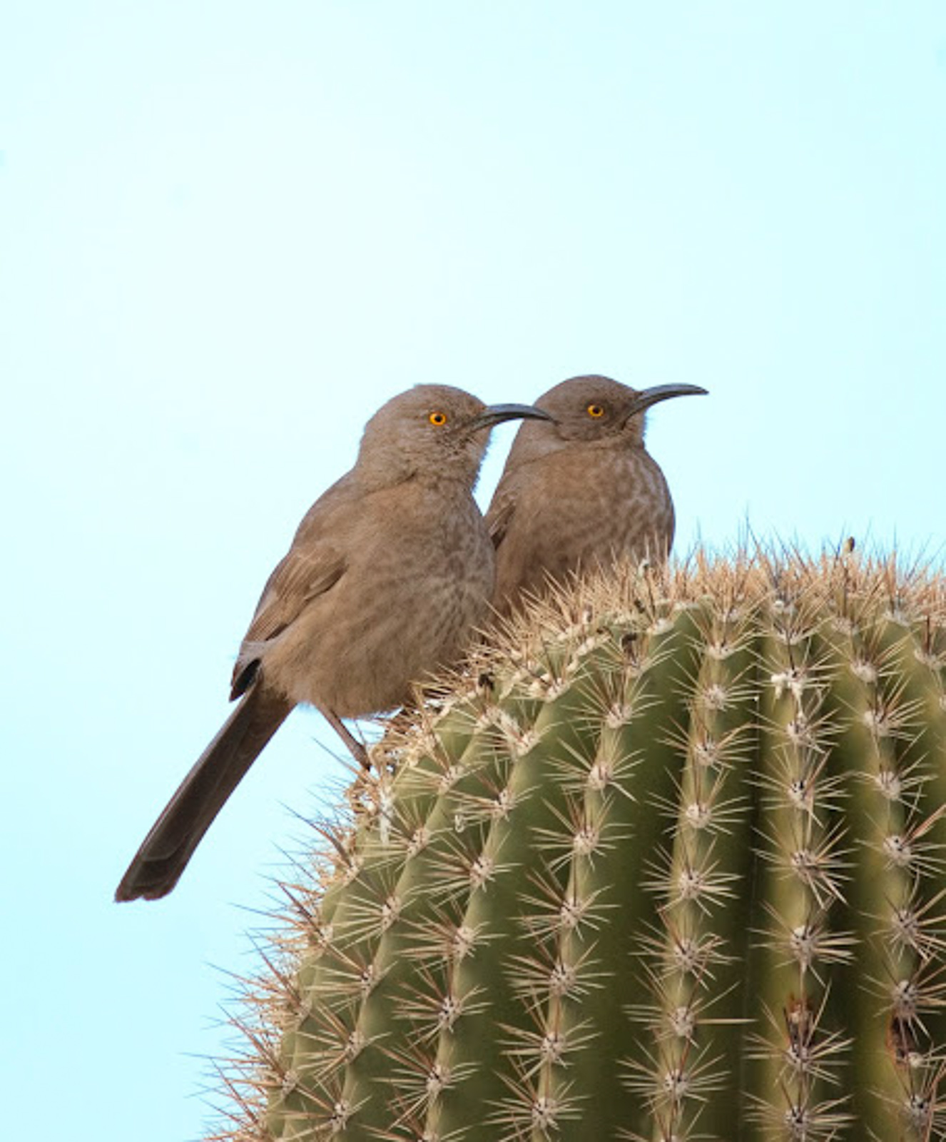Curve-billed Thrasher