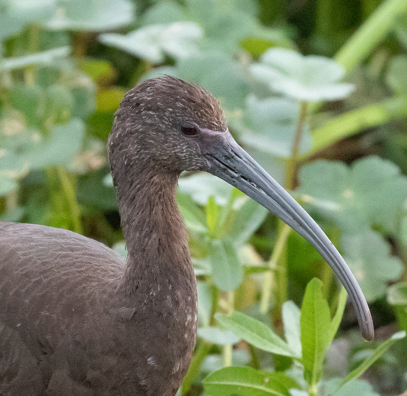 Glossy x White-faced Ibis hybrid