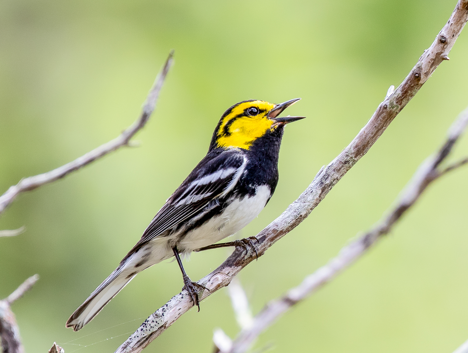 Golden-cheeked Warbler