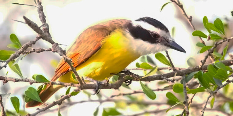 South Texas Trip Report (Feb 8 – 16, 2023)