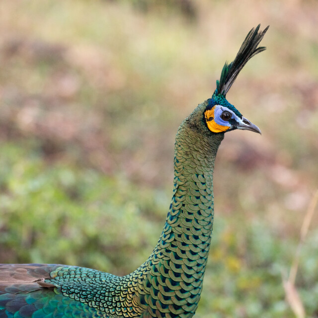 Green Peafowl