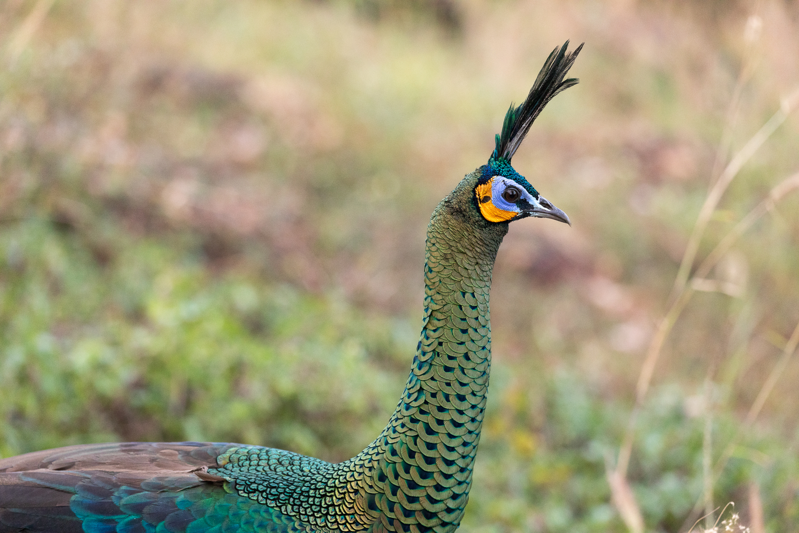 Green Peafowl