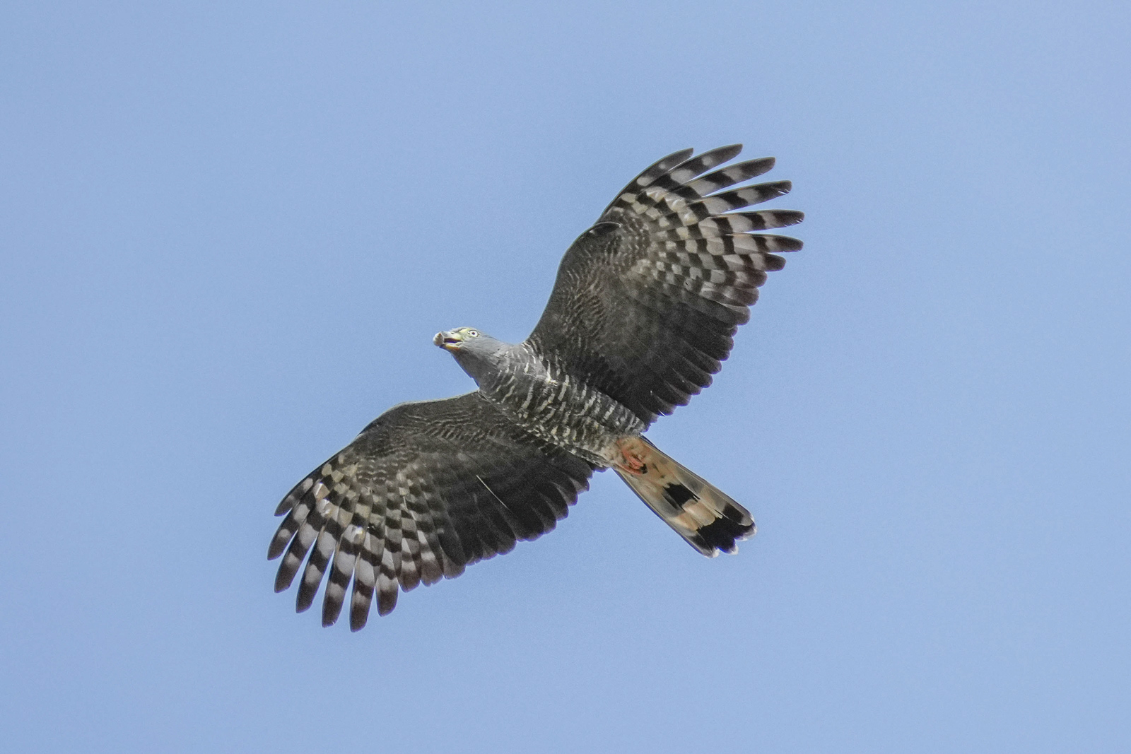 Hook-billed Kite