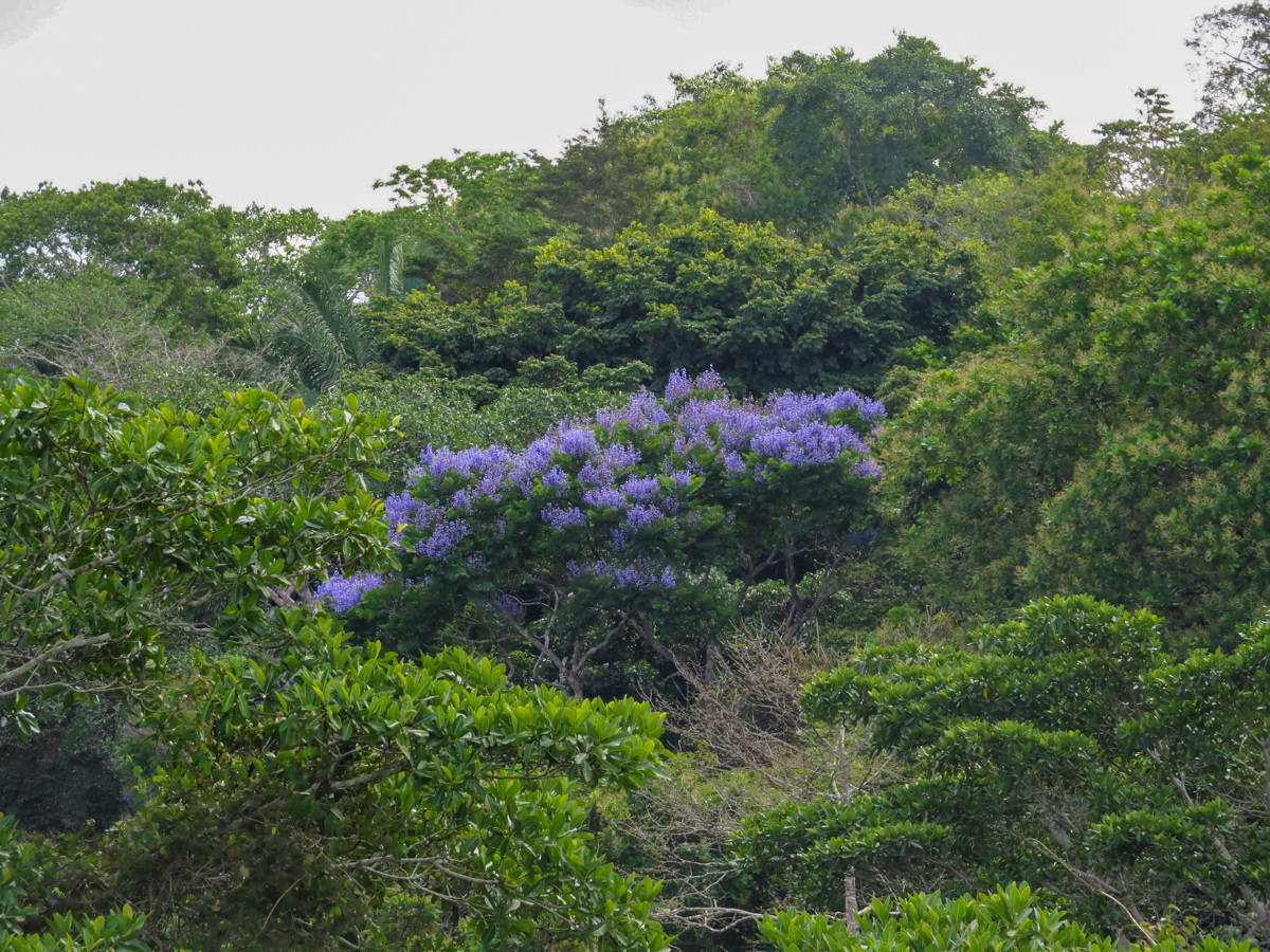 Jacaranda