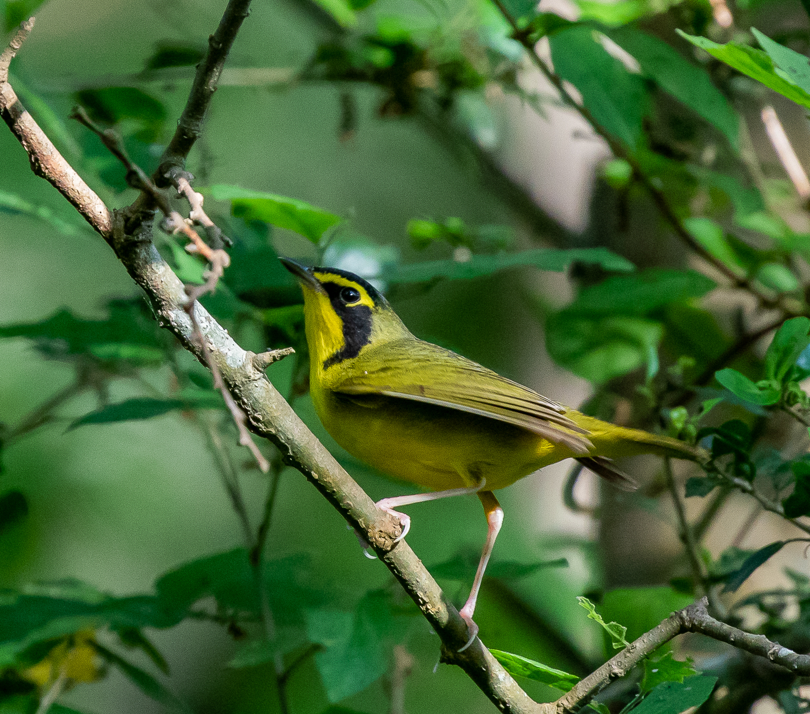 Kentucky Warbler