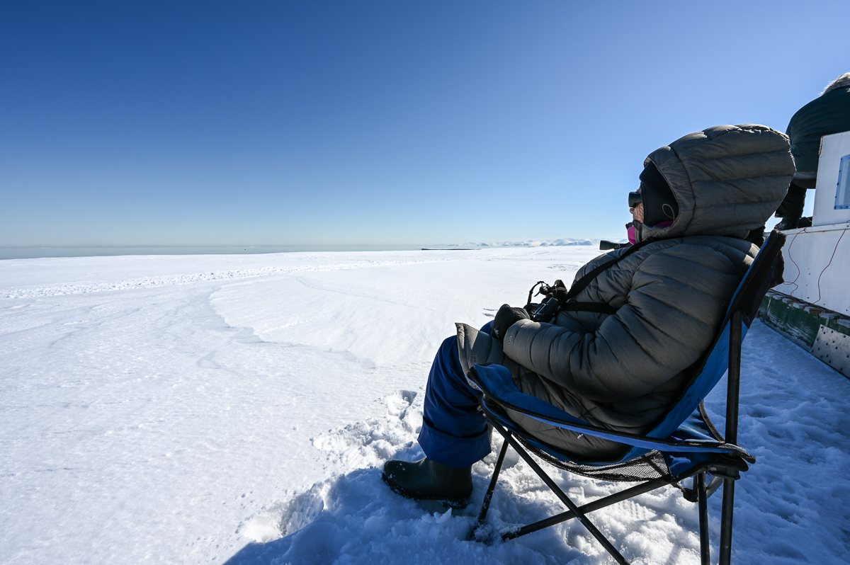 Mammal watching near Bylot Island