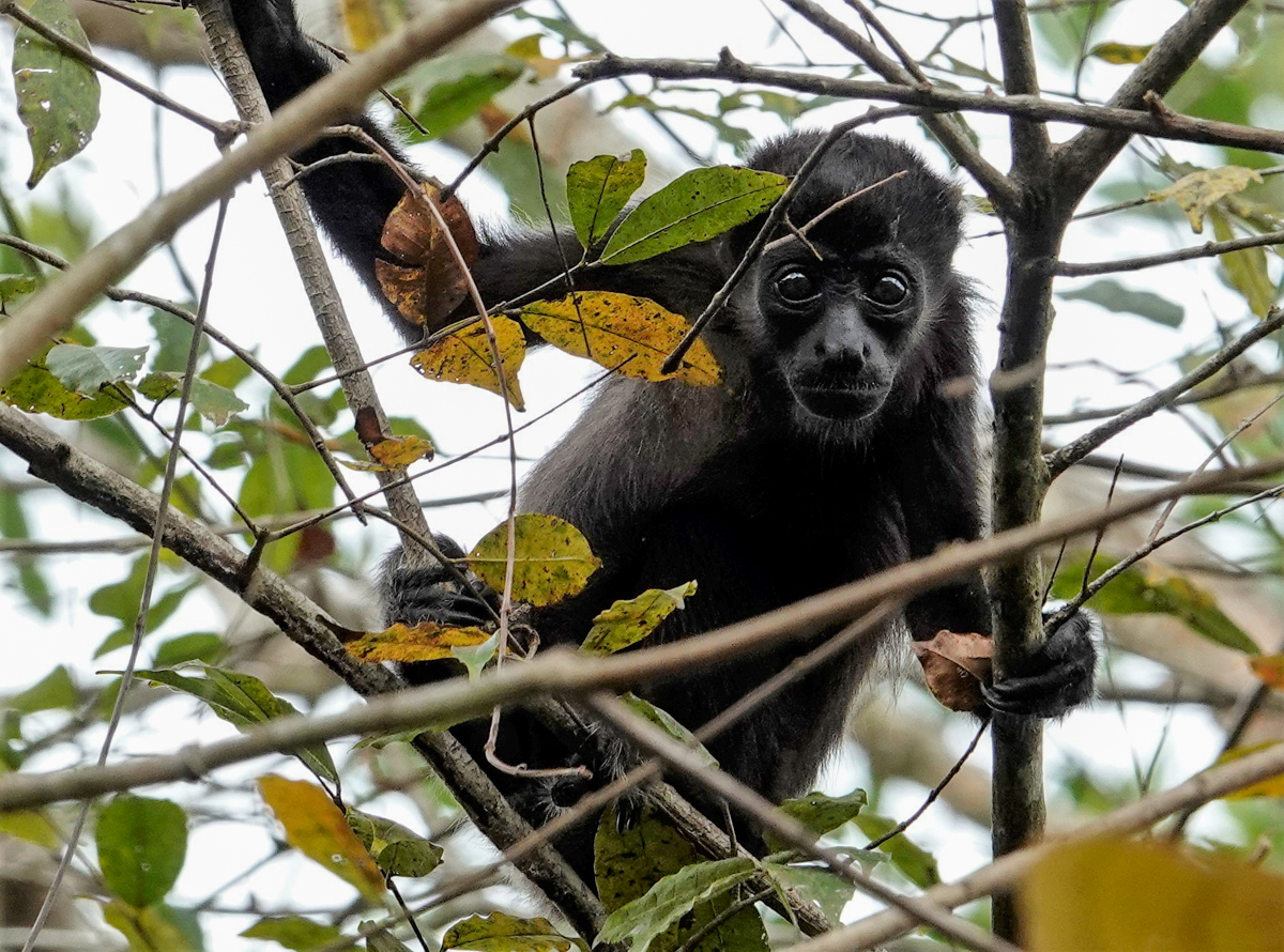 Mantled Howler