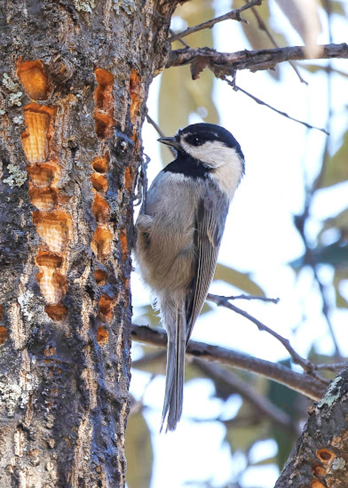 Mexican Chickadee