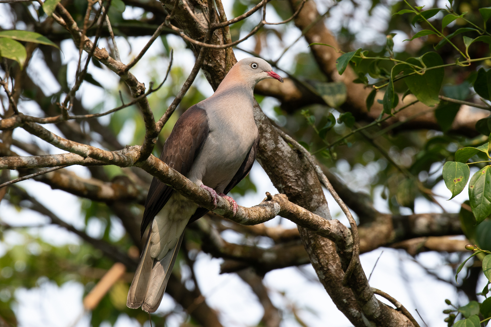 Mountain Imperial-Pigeon at Khao Yai National Park, Thailand