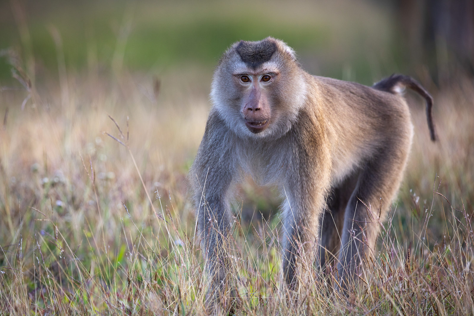 Northern Pig-tailed Macaque at Khao Yai National Park, Thailand
