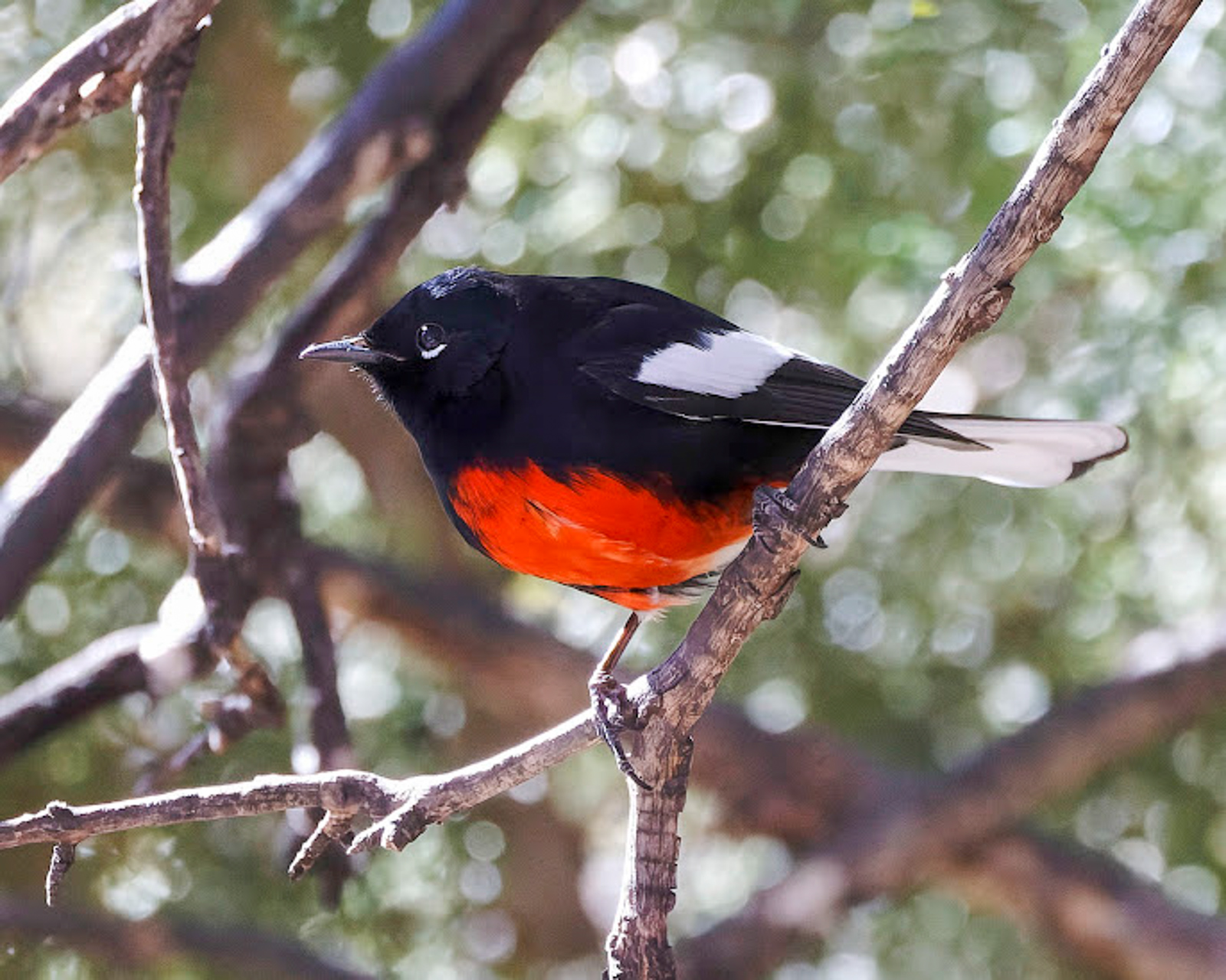 Painted Redstart