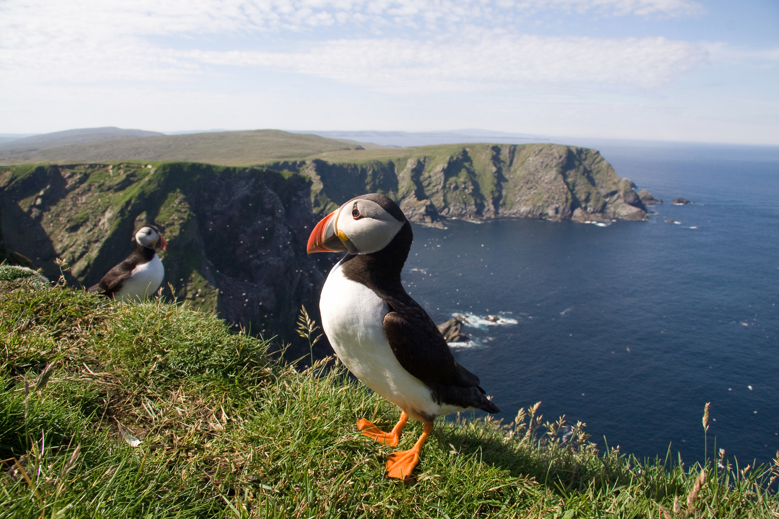 Puffin in Shetlands, Captured while Bird Watching in Scotland