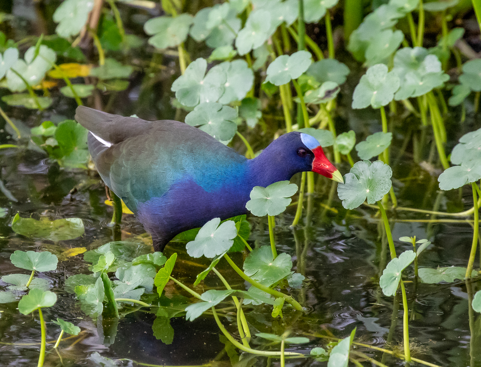 Purple Gallinule