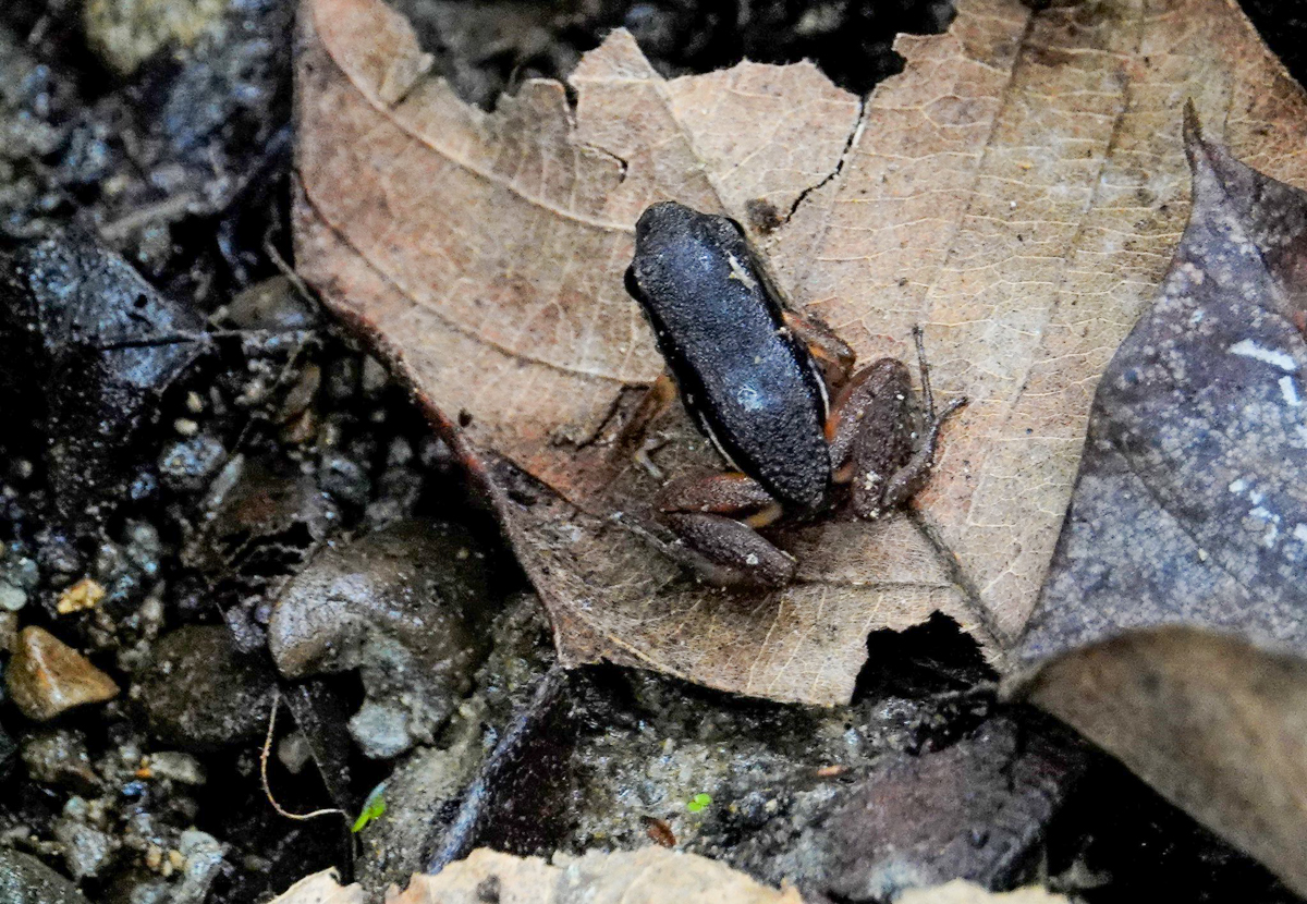 Rainforest Rocket Frog