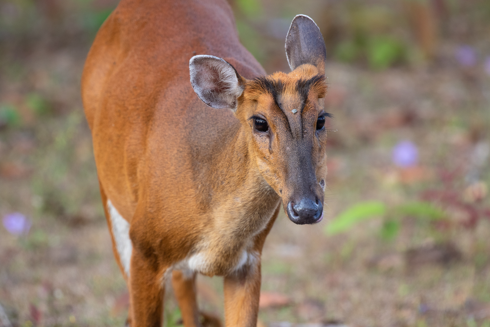 Red Muntjac at Khao Yai National Park, Thailand