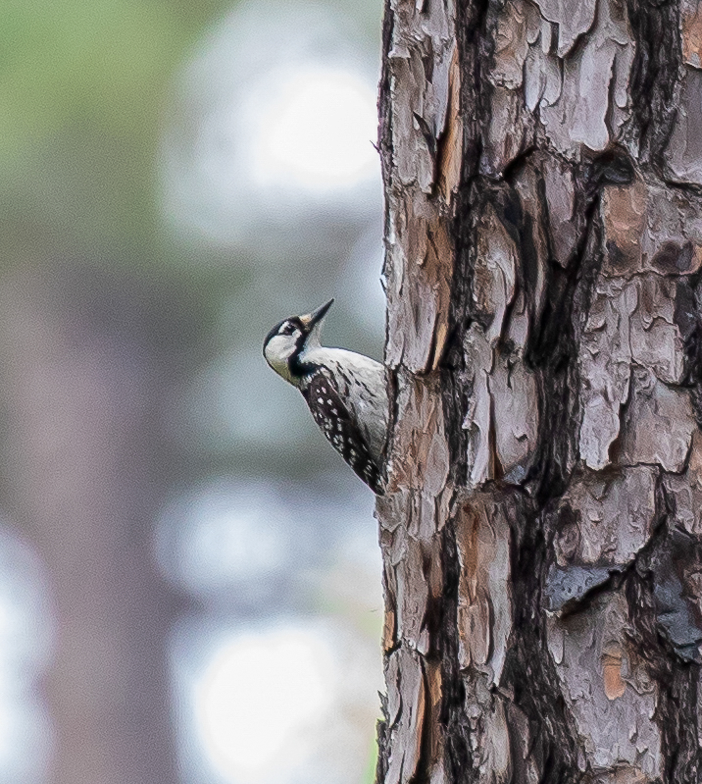 Red-cockaded Woodpecker