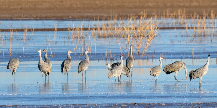 Arizona in Winter Trip Report 2023 (combined)