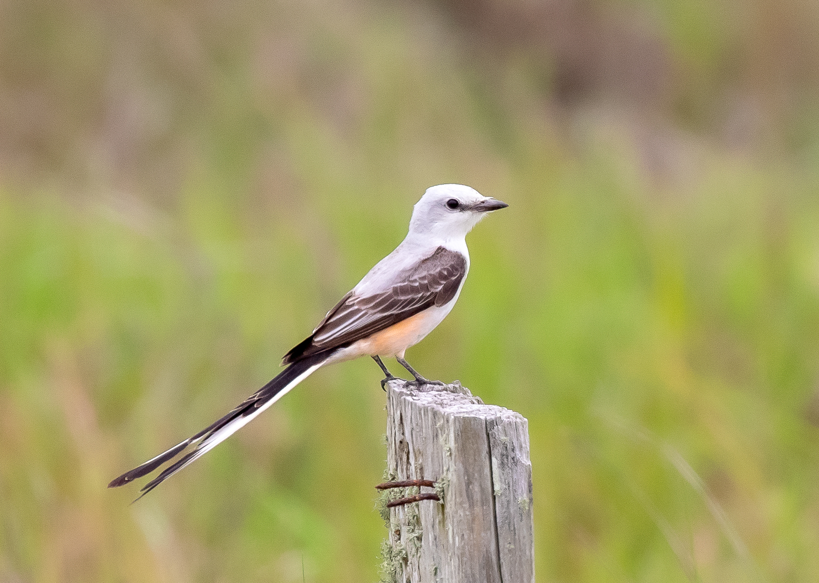 Scissor-tailed Flycatcher
