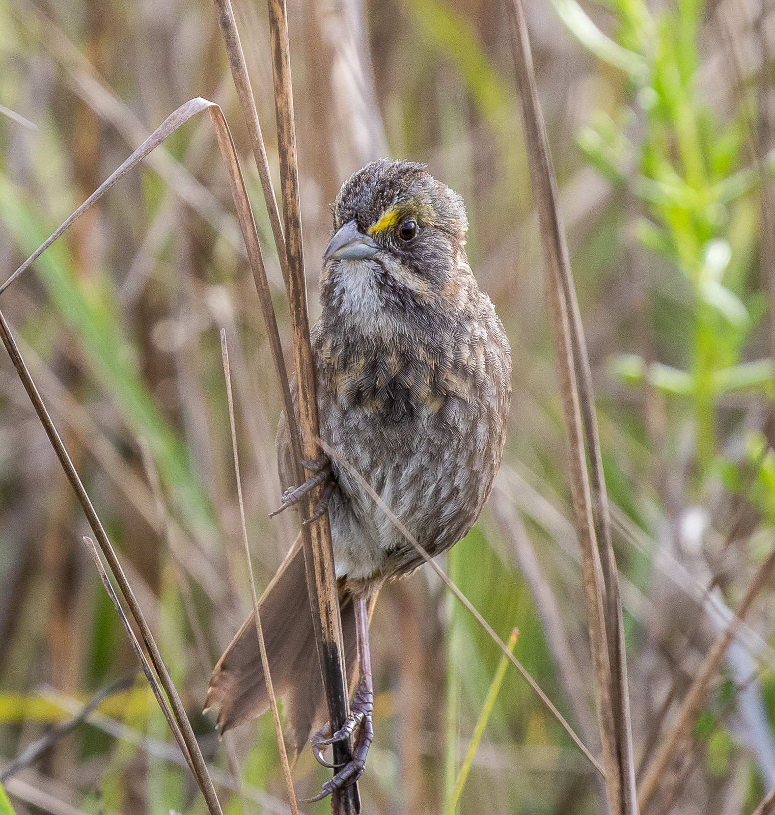 Seaside Sparrow