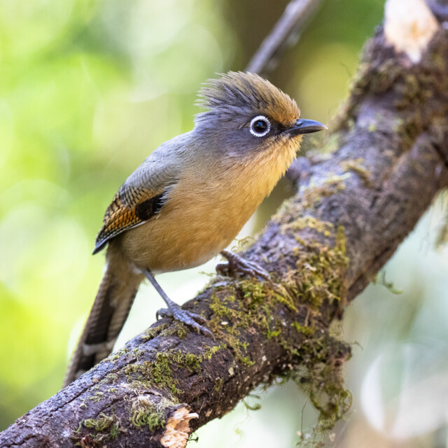 Spectacled Barwing near the border with Myanmar in Doi Pha Hom Pok National Park, Thailand
