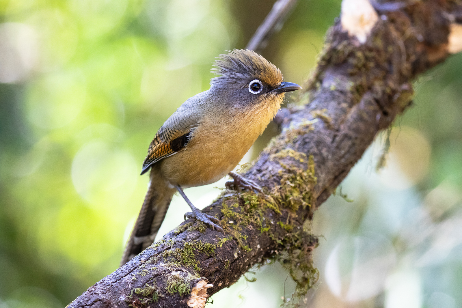 Spectacled Barwing near the border with Myanmar in Doi Pha Hom Pok National Park, Thailand