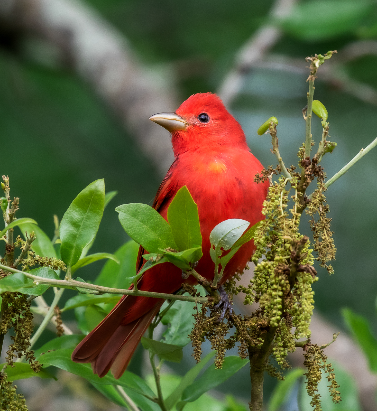 Summer Tanager
