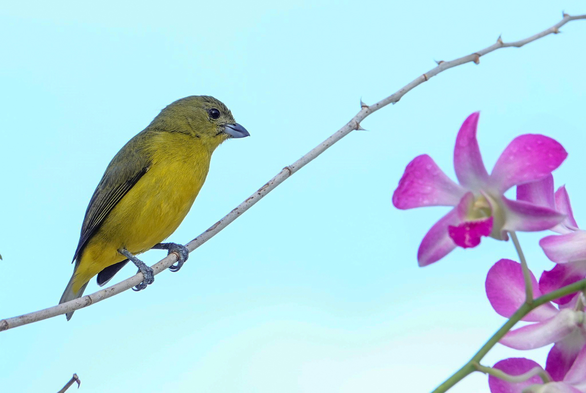 Thick-billed Euphonia female
