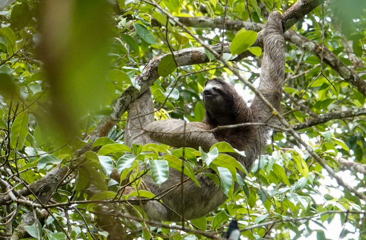 Three-toed Sloth