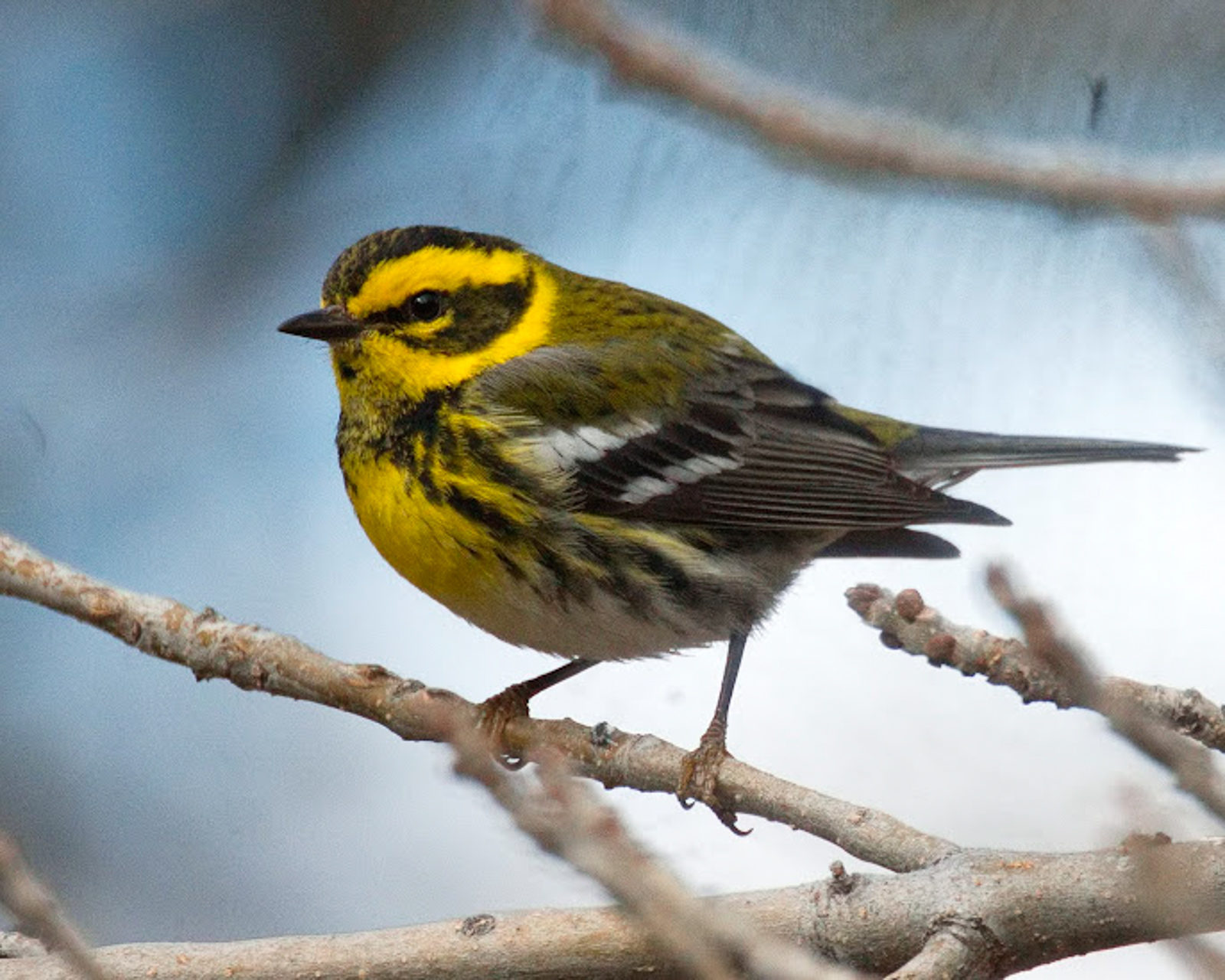 Townsend's Warbler