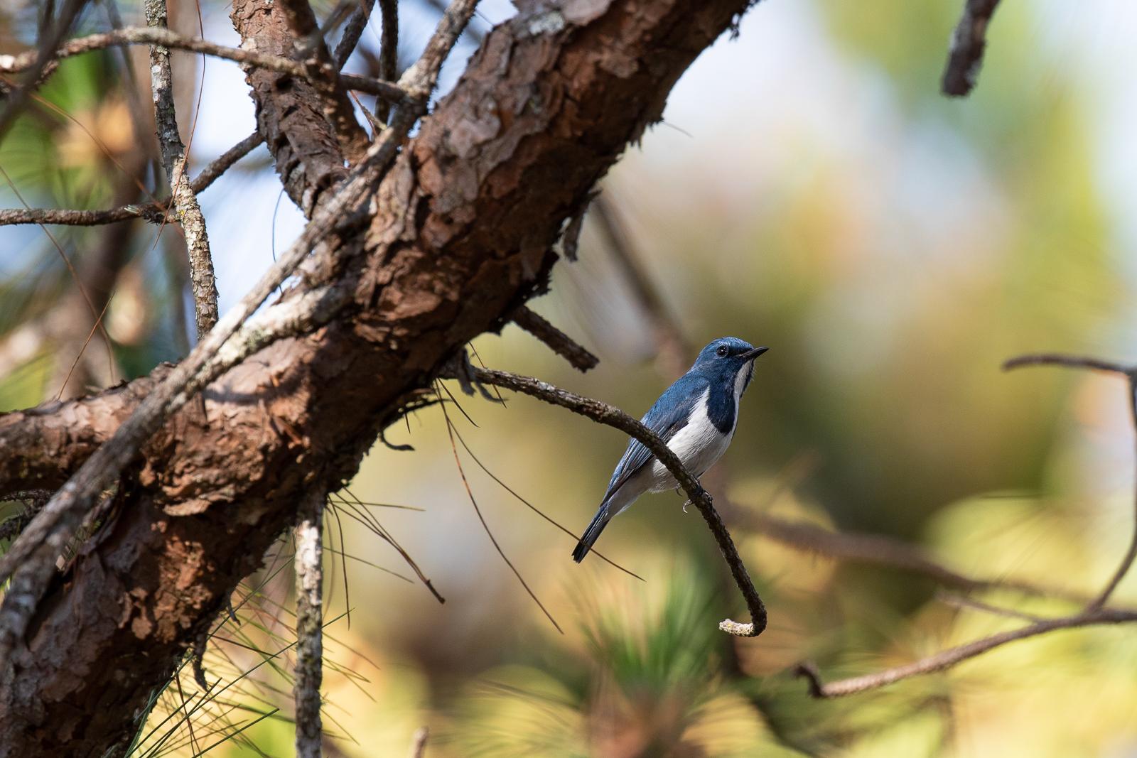 Ultramarine Flycatcher along the border with Myanmar, Doi Pha Hom Pok National Park.