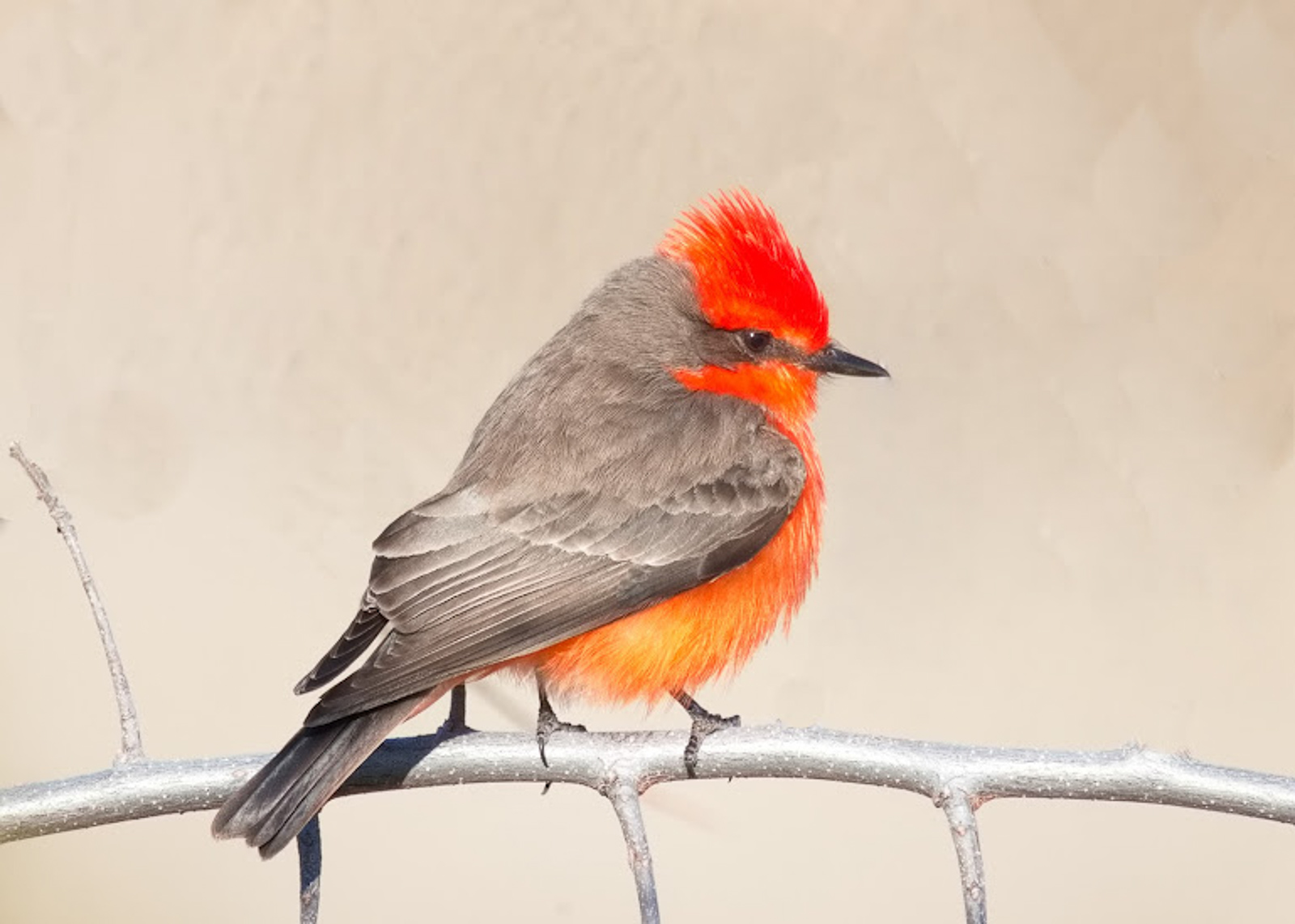 Vermilion Flycatcher