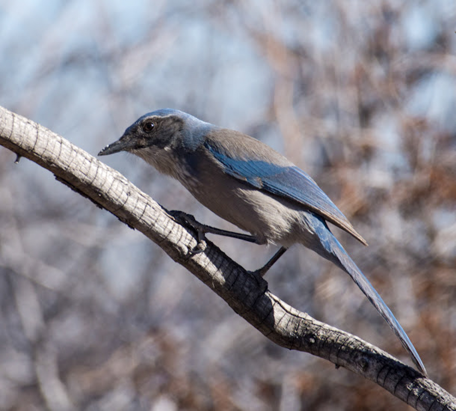 Woodhouse's Scrub-Jay 