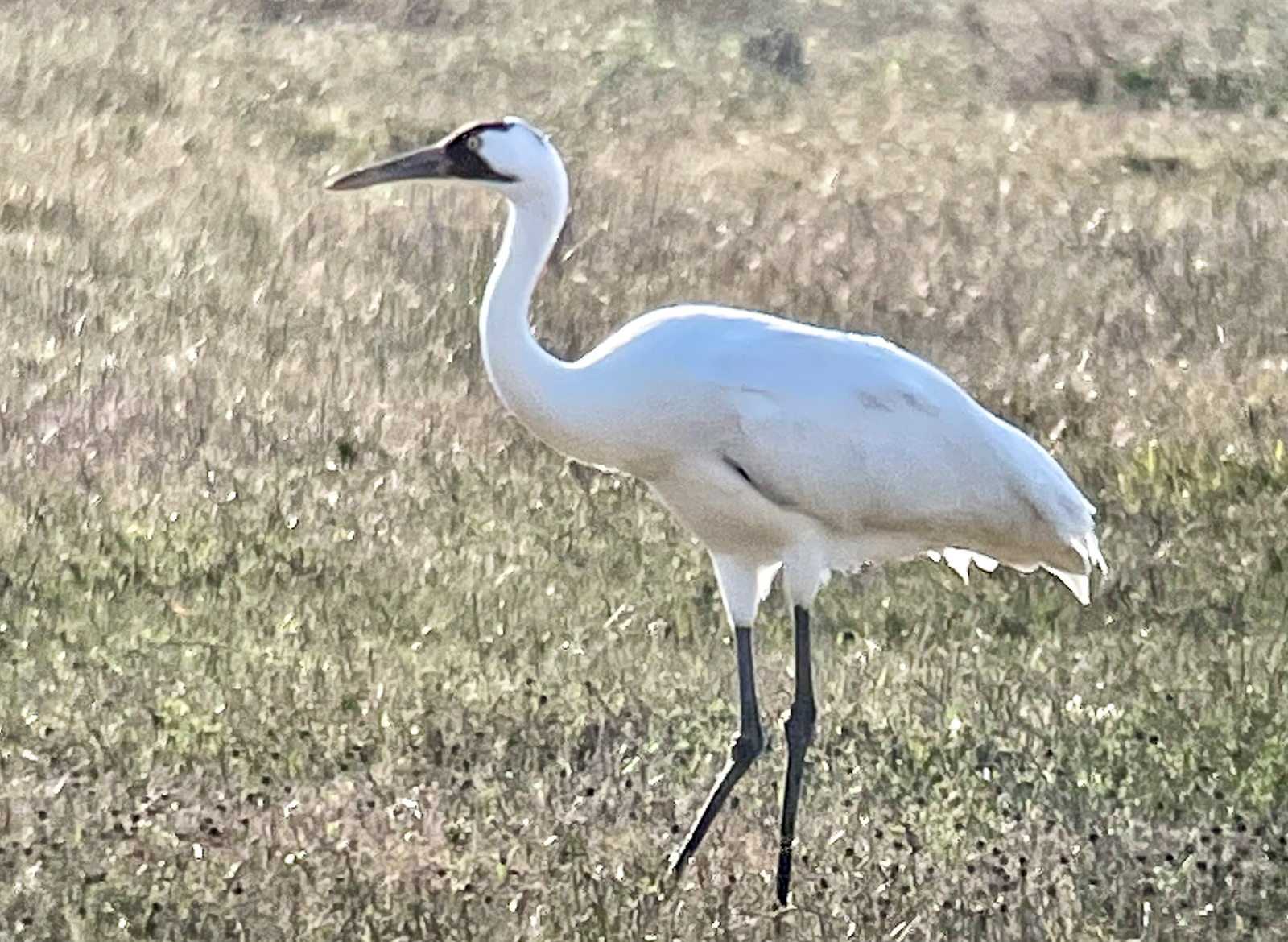 Whooping Crane
