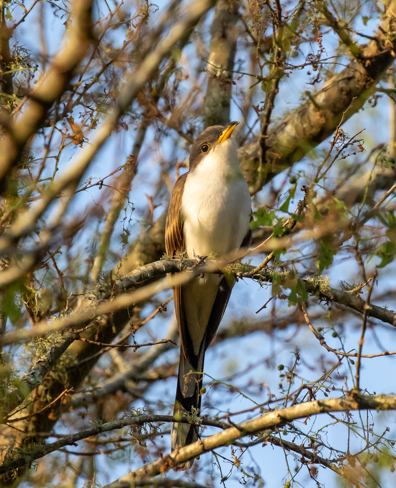 Yellow-billed Cuckoo