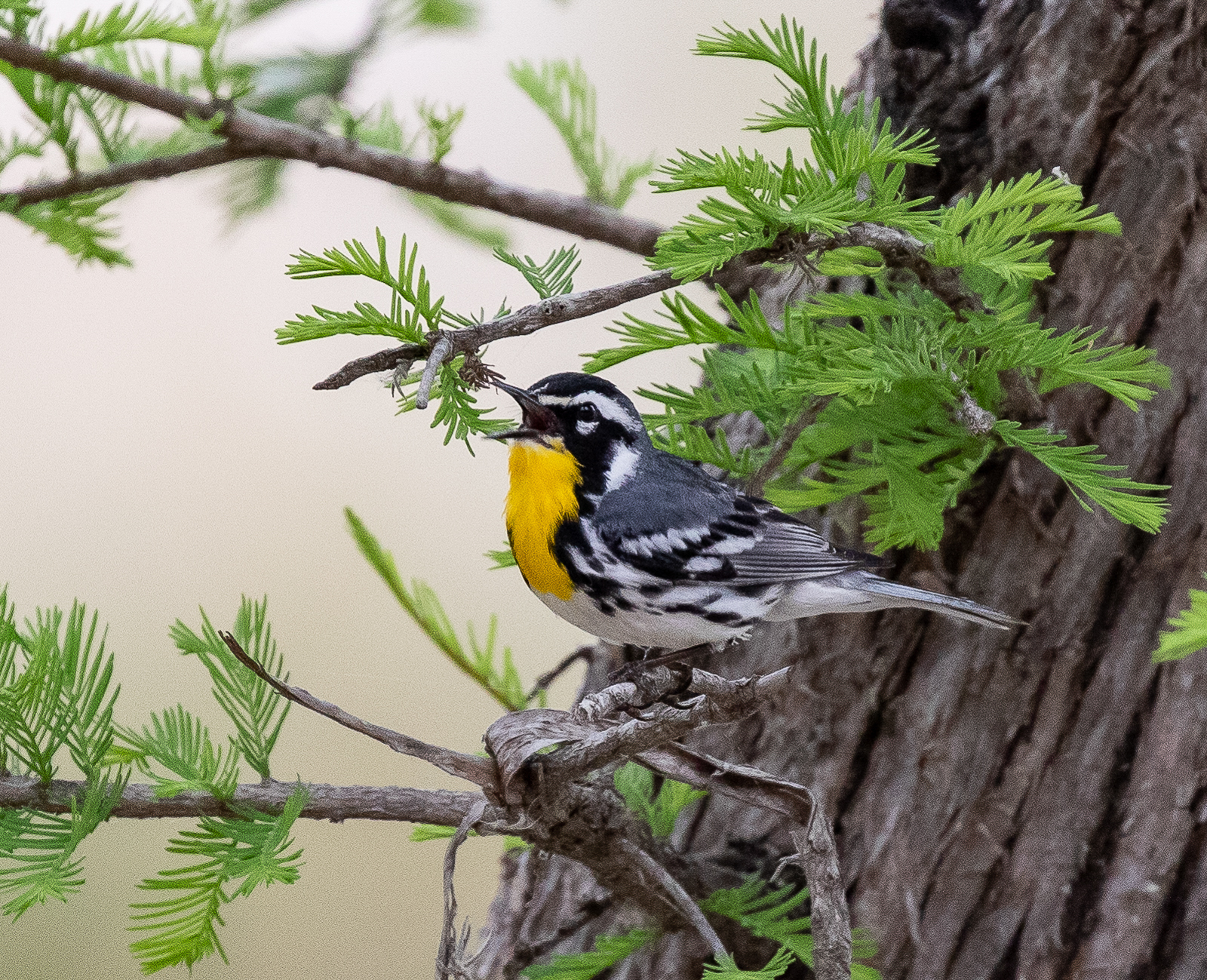 Yellow-throated Warbler