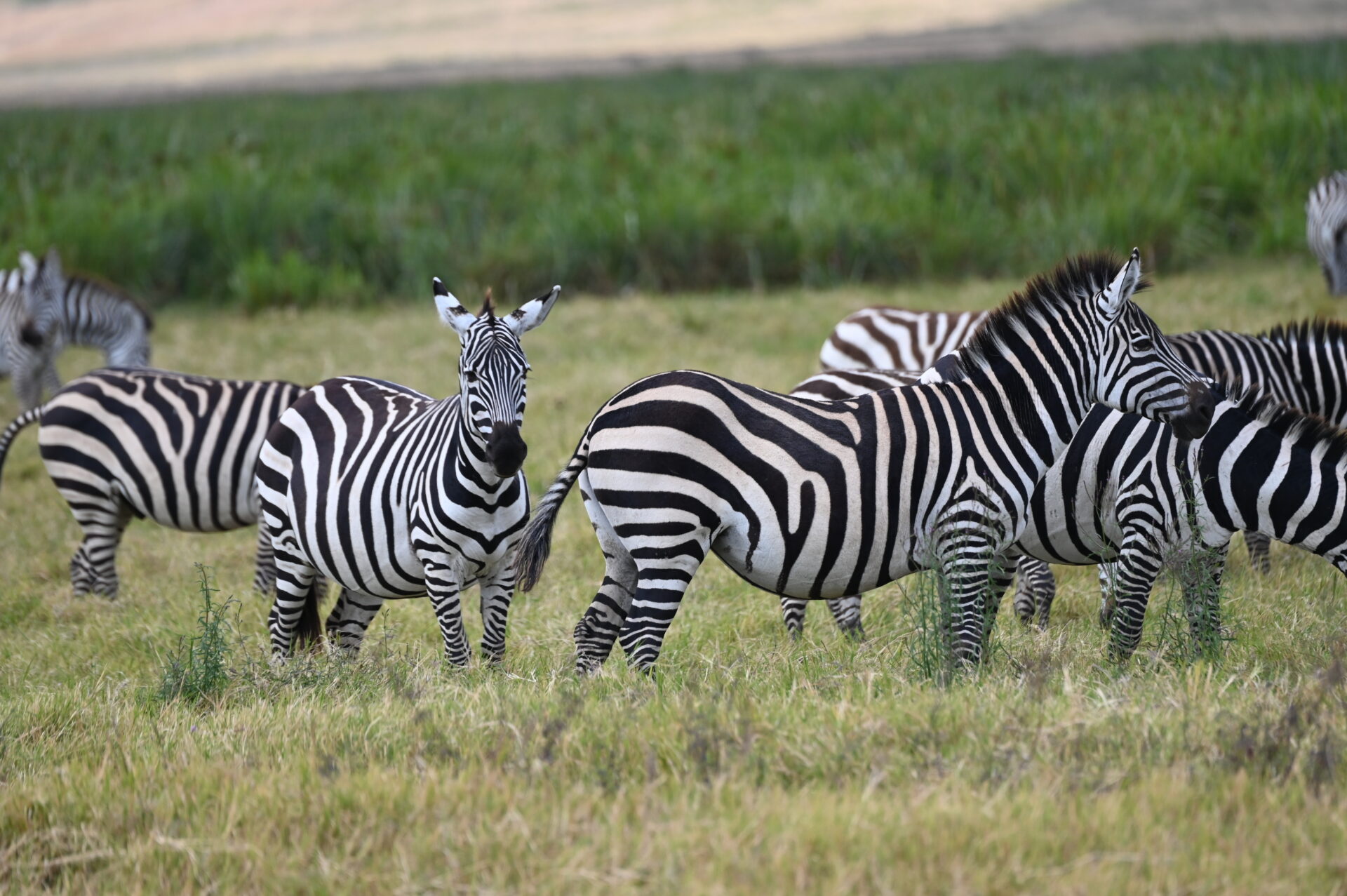 Zebras Spotted in Ngorogoro Crater during Tanzania Birding Wildlife Safari
