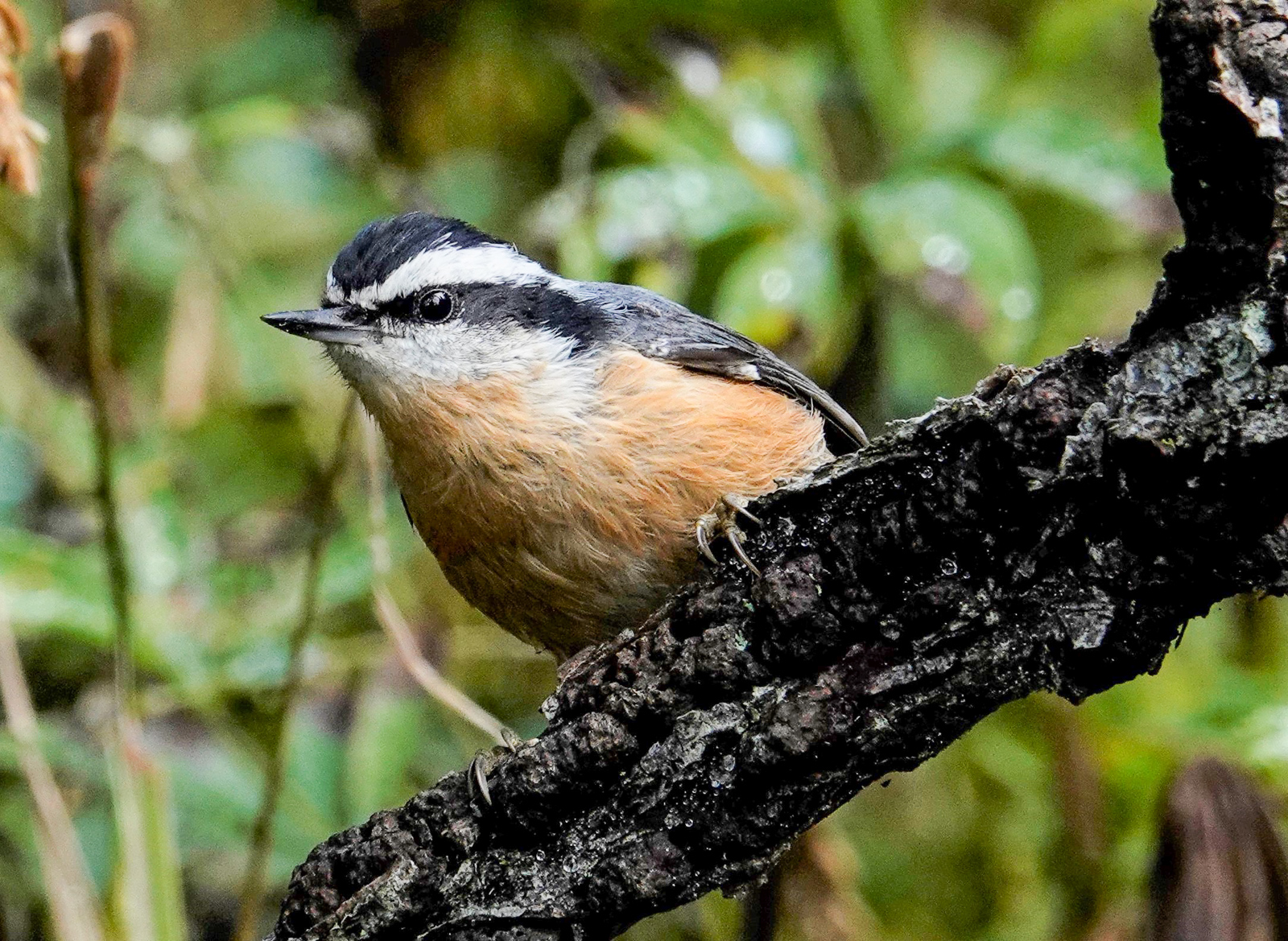Red-breasted Nuthatch As Seen on our Manitoba Owls Tour