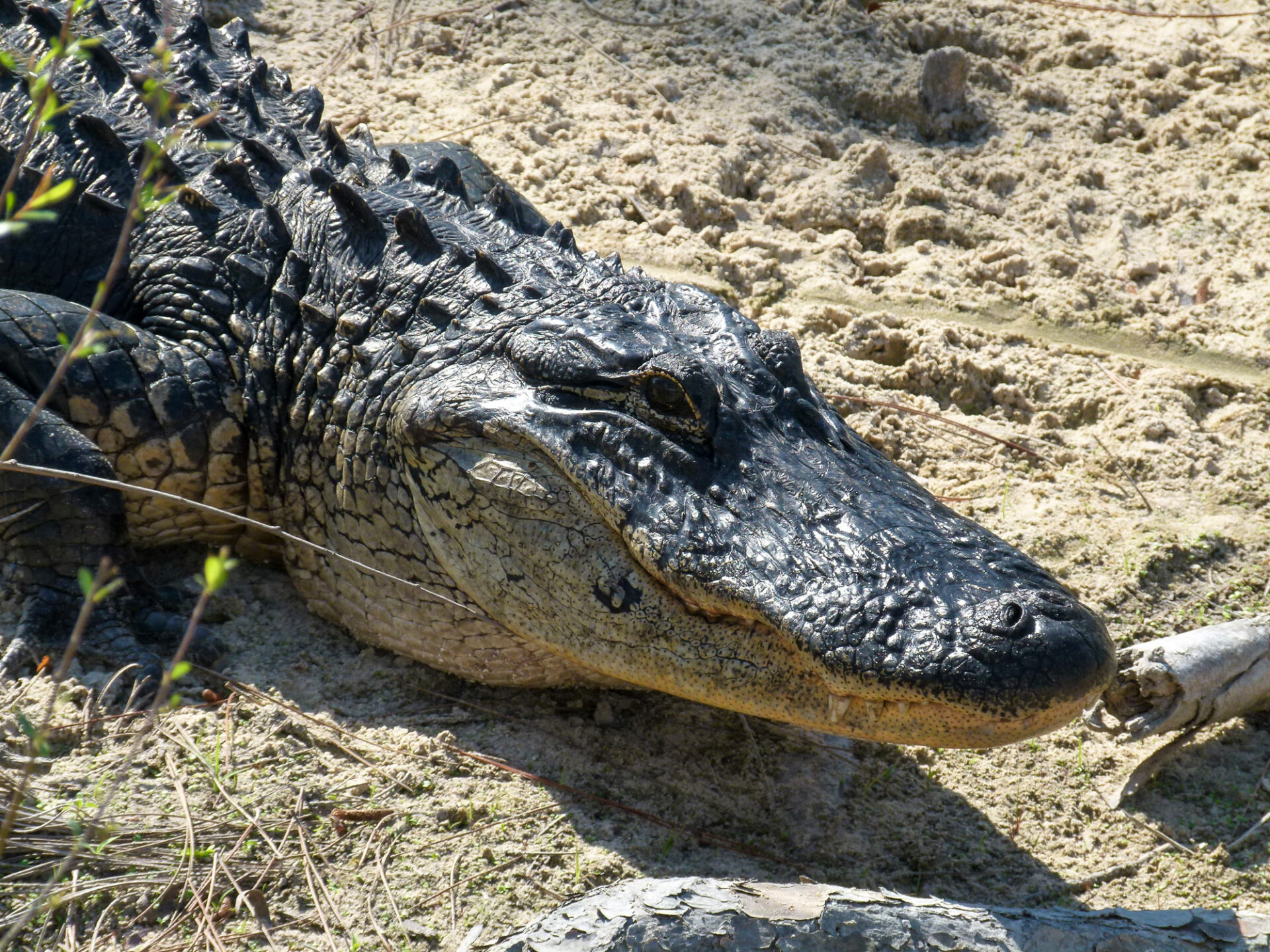 American Alligator