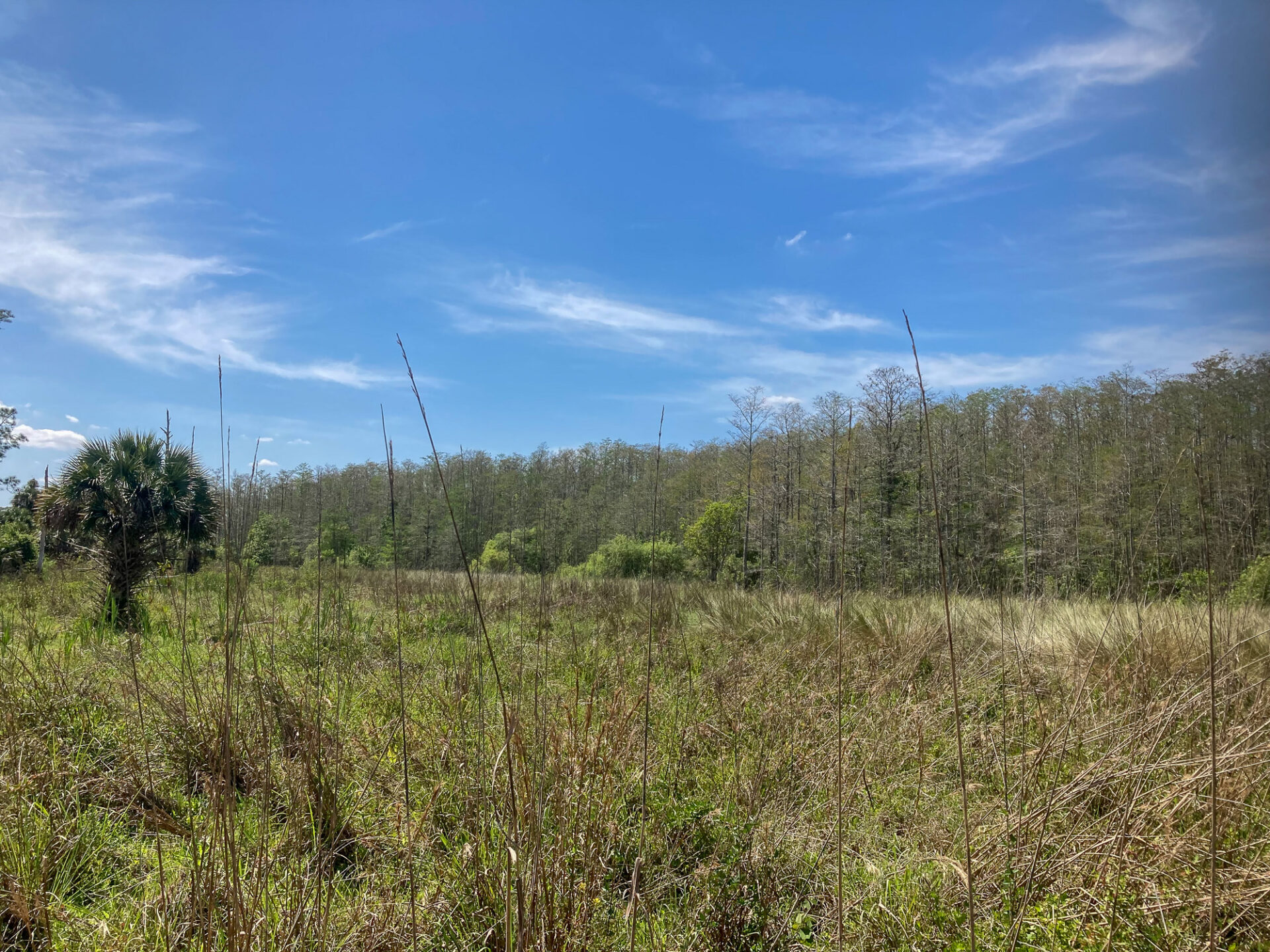 Ancient grassland and Cypress forest, Florida